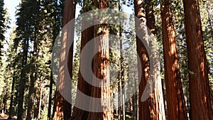 Sequoia forest, redwood trees in national park, Northern California, USA. Old-growth woodland near Kings Canyon
