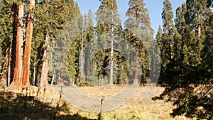 Sequoia forest, redwood trees in national park, Northern California, USA. Old-growth woodland near Kings Canyon