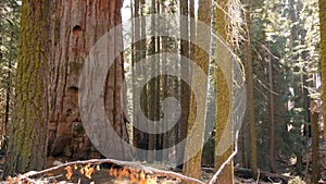 Sequoia forest, redwood trees in national park, Northern California, USA. Old-growth woodland near Kings Canyon