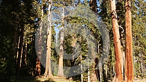 Sequoia forest, redwood trees in national park, Northern California, USA. Old-growth woodland near Kings Canyon