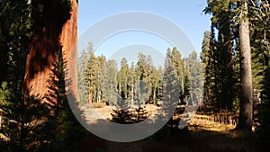 Sequoia forest, redwood trees in national park, Northern California, USA. Old-growth woodland near Kings Canyon