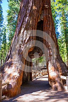 Sequoia Gate in Mariposa grove at Yosemite California