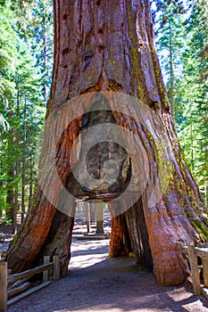 Sequoia Gate in Mariposa grove at Yosemite California