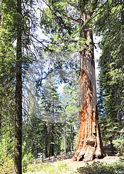 Sequoia Giant Forest museum trailhead, USA