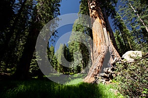 Sequoia photo