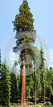Sequoia Gigantica