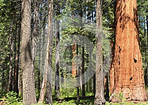Sequoia grove