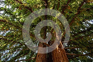 Sequoia, high tree view from the bottom up, trunk closeup. Concept upwards towards reaching the goal