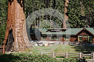 Sequoia Museum photo