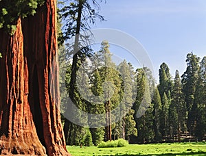 Sequoia National forest, CA