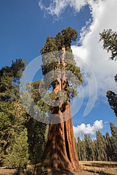Sequoia National Giant Sequoias photo
