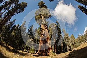 Sequoia National Giant Sequoias photo