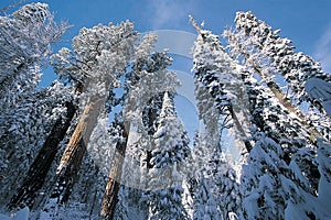 Sequoia National Park