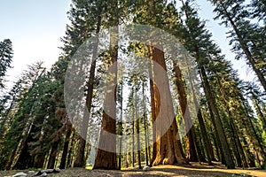 Sequoia National Park, California, USA