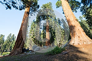 Sequoia National Park, California, USA