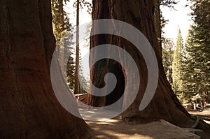 Sequoia national Park , California, USA.