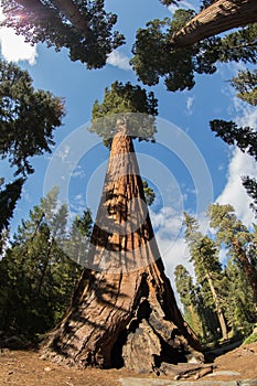 Sequoia National Park Giant Sequoias photo