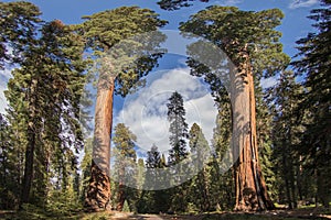 Sequoia National Park Giant Sequoias photo