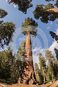 Sequoia National Park Giant Sequoias