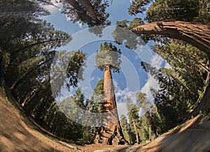 Sequoia National Park Giant Sequoias