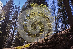 Sequoia National Dyed Sequoia Giant Sequoias photo