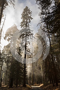 Sequoia National Foggy Forest photo