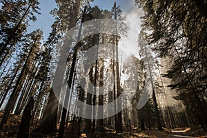 Sequoia National Foggy Forest photo