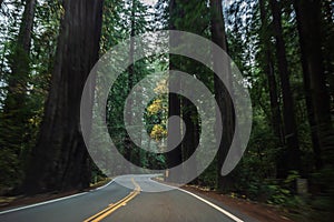 Sequoia National Park Road through the redwoods. California, United States