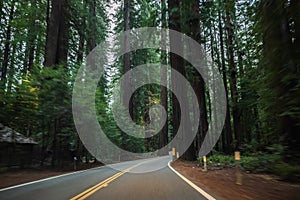 Sequoia National Park Road through the redwoods. California, United States