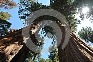 Sequoia National Park, Trees from below