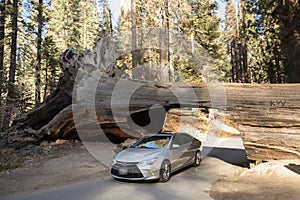 Sequoia National Park Tunnel Log photo
