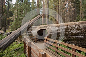 Sequoia National Park Tunnel Log