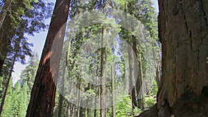 Sequoia National Park United States