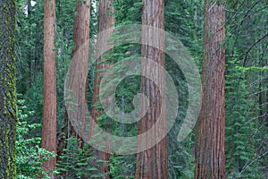 Sequoia National Park, USA.