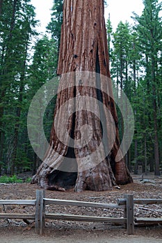 Sequoia National Park, USA.