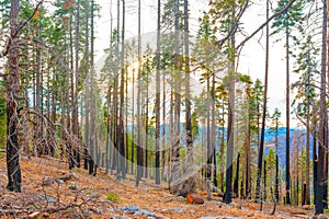 Sequoia National Park After Wildfire With Blackened Tree Trunks