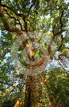 Sequoia. Park of Quinta da Regaleira. Sintra. Portugal