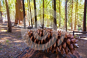 Sequoia pine cone macro in Yosemite Mariposa Grove photo