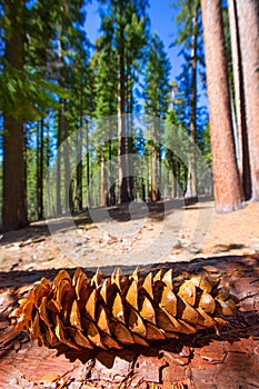 Sequoia pine cone macro in Yosemite Mariposa Grove