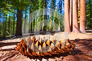 Sequoia pine cone macro in Yosemite Mariposa Grove photo