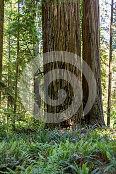 Sequoia in Redwood National Park California USA