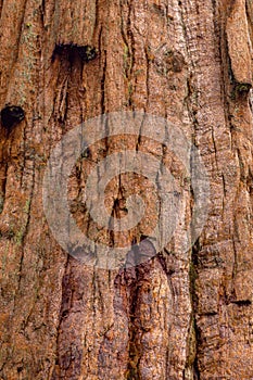 Sequoia redwood Tree Bark Texture Background