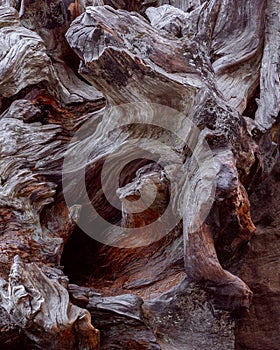 Sequoia root. Wood texture. Mahogany Root Texture. High resolution