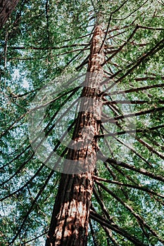 Sequoia sempervirens tree or California redwood