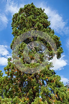 Sequoia tree from 1866 on the market place in Freudenstadt