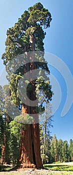 Sequoia Tree photo