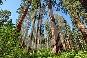 Sequoia tree in Calaveras Big Trees State Park