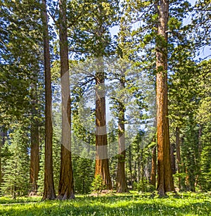 Sequoia tree in the forest