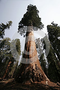 Sequoie un albero (una enorme un albero) 