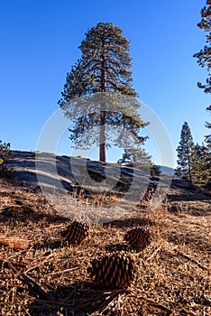 Sequoia tree with pinecones in the foreground